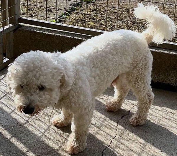 bichon-frise